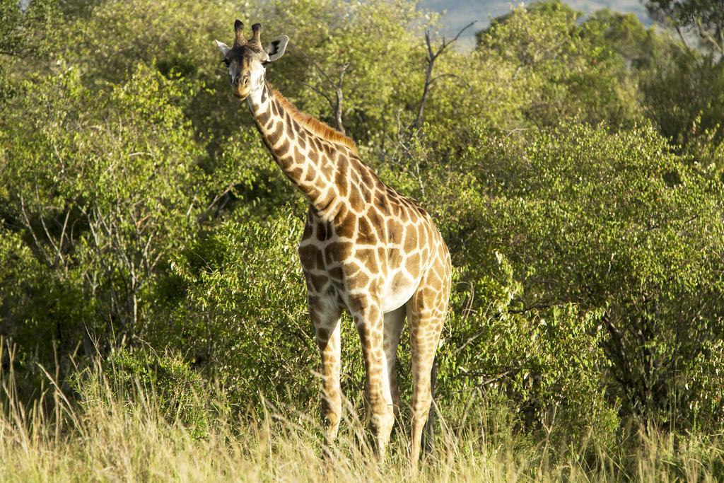 Mara Engai Lodge Lolgorien Екстер'єр фото